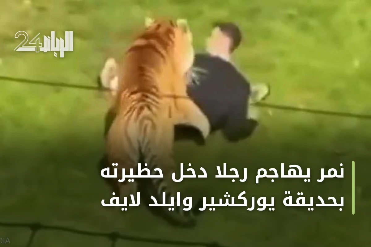 نمر يهاجم رجلاً دخل حظيرته بحديقة يوركشير وايلد لايف