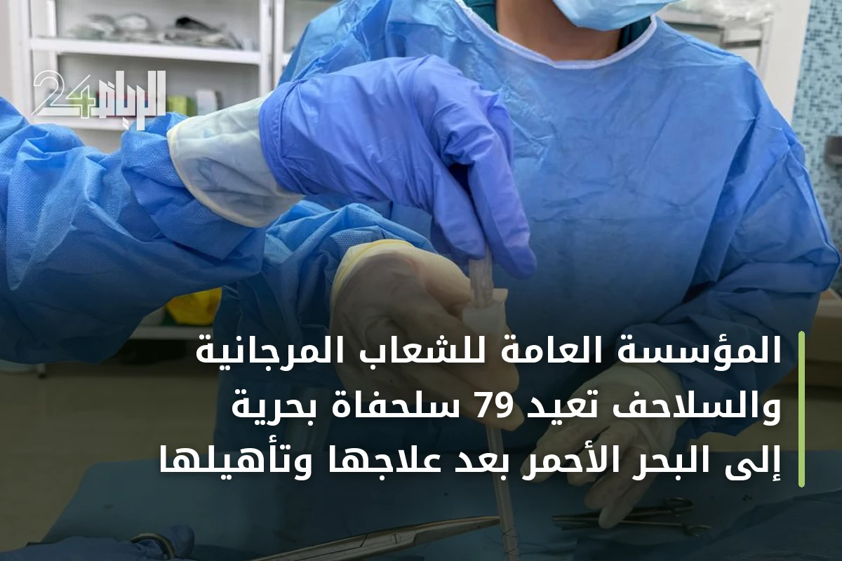 المؤسسة العامة للشعاب المرجانية والسلاحف تعيد 79 سلحفاة بحرية إلى البحر الأحمر بعد علاجها وتأهيلها