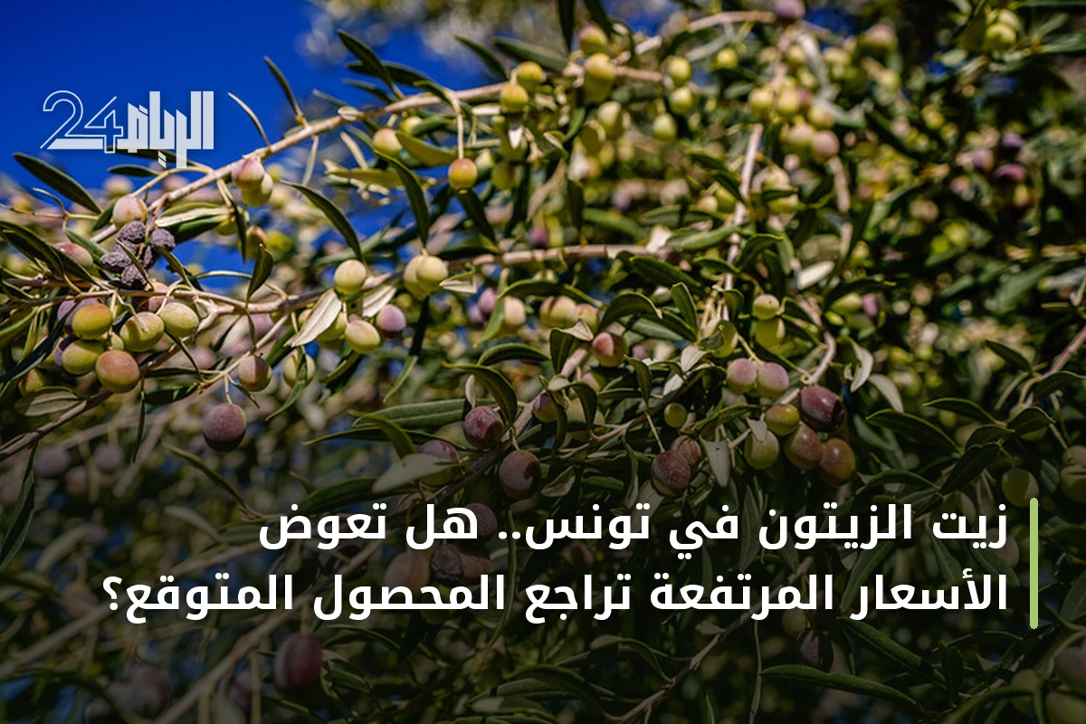 زيت الزيتون في تونس.. هل تعوض الأسعار المرتفعة تراجع المحصول المتوقع؟