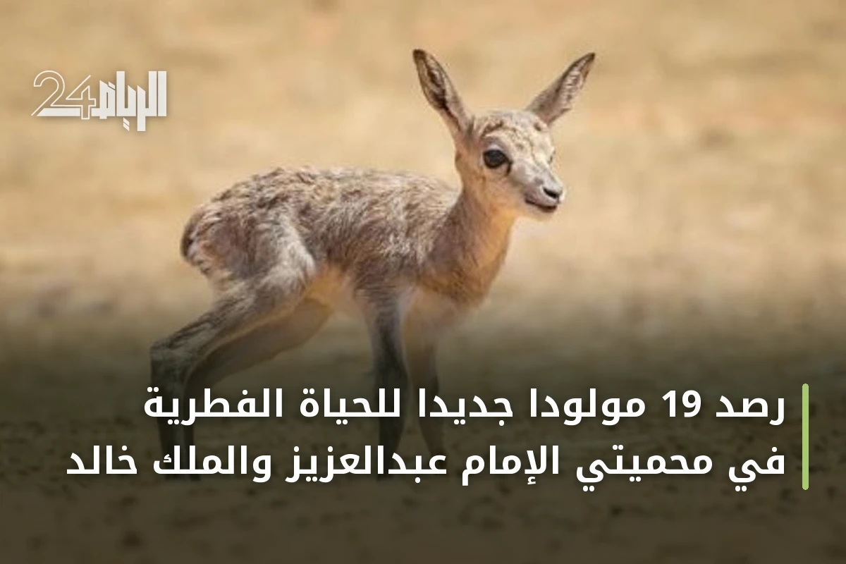 رصد 19 مولوداً جديداً للحياة الفطرية في محميتي الإمام عبدالعزيز والملك خالد
