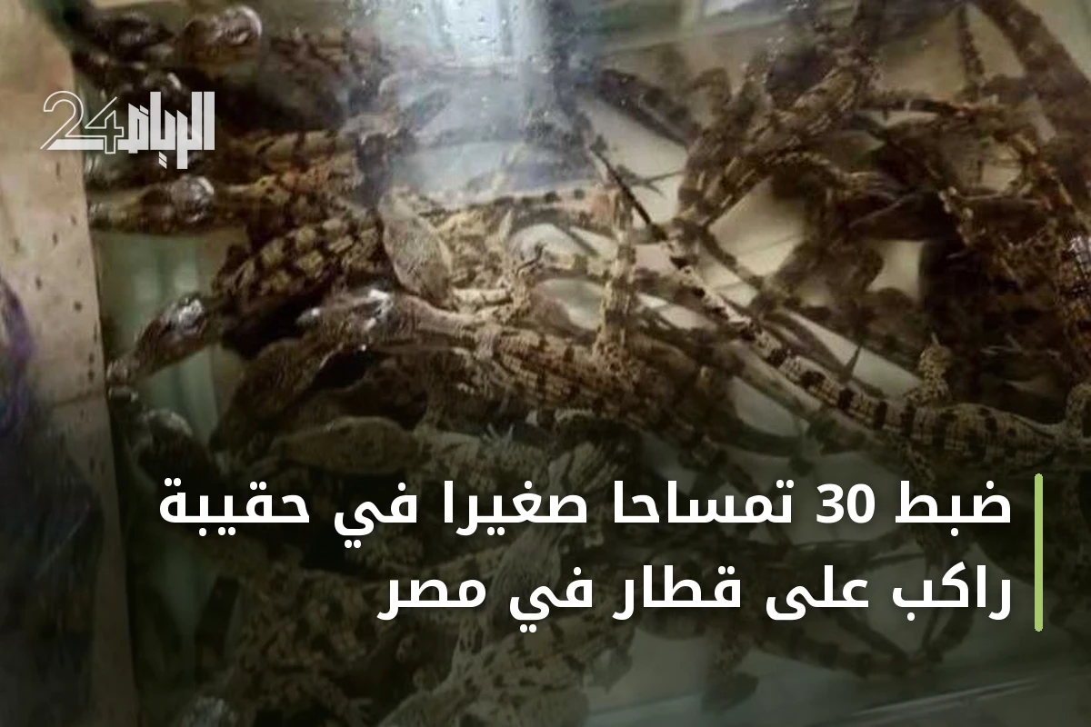 ضبط 30 تمساحاً صغيراً في حقيبة راكب على قطار في مصر